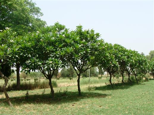 Plumeria obtusa